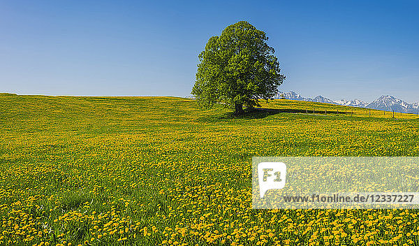 Germany  Bavaria  Fuessen  flowering meadow with dandelions and common oak