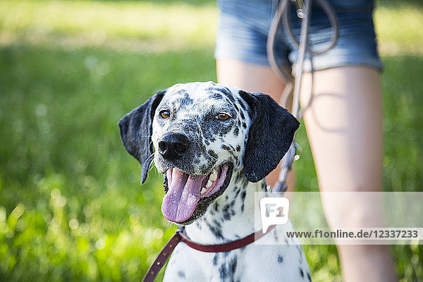 Portrait of Dalmatian in the garden with girl in the background