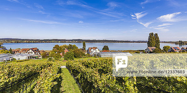 Germany  Oberzell  view to Lake Constance with vineyards in the foreground