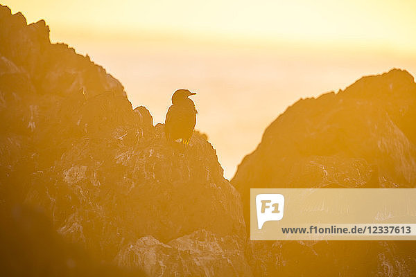 Africa  South Africa  Cape Town  Bird sitting on the rocks during sunset