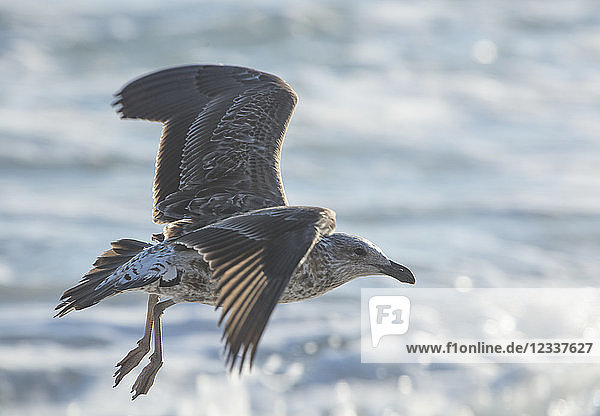 Africa  South Africa  Cape Town  Kelp gull flying over the sea