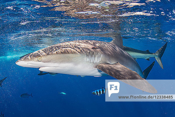 Silky shark in blue water  Revillagigedo  Tamaulipas  Mexico
