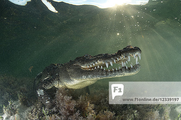 Amerikanisches Krokodil (Crocodylus acutus) in Untiefen mit Zähnen  Chinchorro Banks  Xcalak  Quintana Roo  Mexiko
