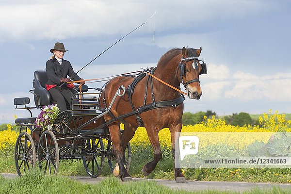 Woman coaching a horse-drawn carriage on a small countryroad in Bornheim near Bonn Germany.
