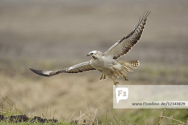 Common Buzzard ( Buteo buteo )  adult white morph  taking off from a field  starts hunting flight.