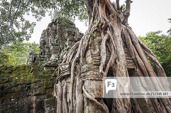 Tree roots growing in the east gate of Ta som Temple in Angkor compound (Siem Reap Province  Cambodia).