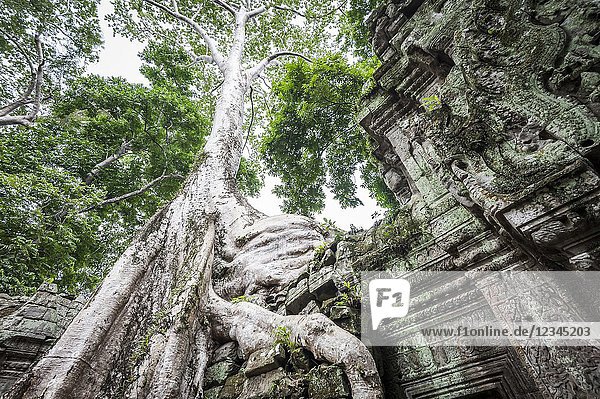Giant roots tree covering ruins of Ta Prohm in Angkor compound (Siem Reap Province  Cambodia).