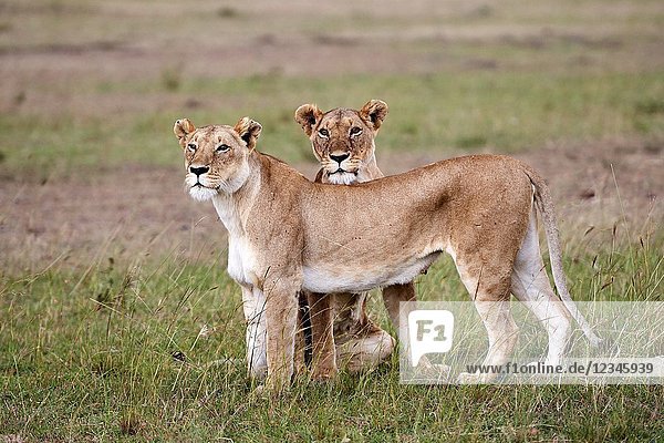 African Lion (Panthera leo) two females ) Masai Mara National Reserve  Kenya  Africa.