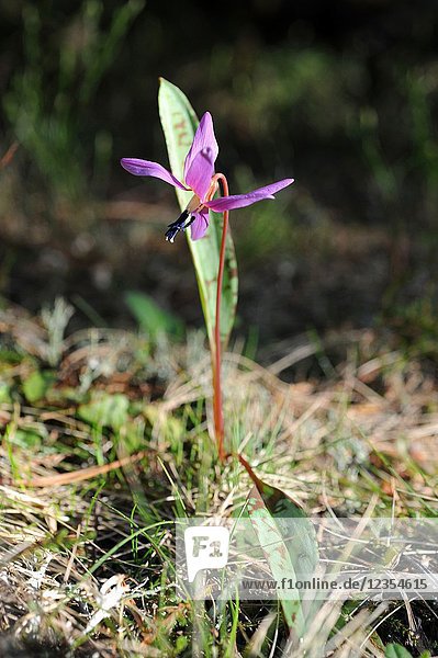 Dogtooth Violet Erythronium Dens Canis Is A Bulbous Perennial Herb Native To Central And Southern Europe Mountains This Photo Was Taken In Valle De Aran Lleida Pyrenees Catalonia Spain