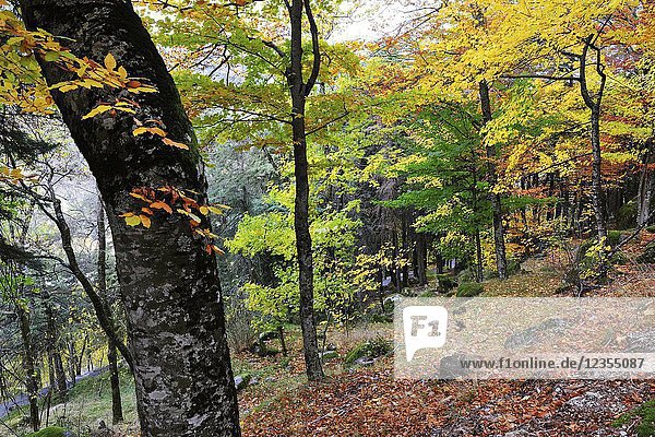 Sycamore maple and beech trees in Autumn time. Serra da Estrela Nature Park  Portugal.
