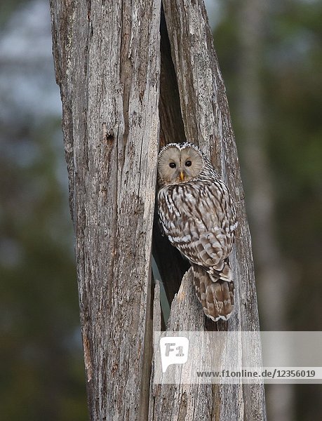 Ural Owl (Strix uralensis). Boden  Vasterbotten  Sweden