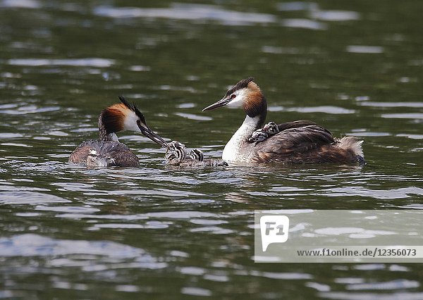 Great Crested Grebe (Podiceps cristatus) with chicks,  Vastervik,  Smaland,  Sweden