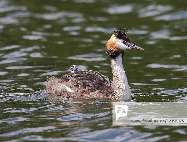 Great Crested Grebe (Podiceps cristatus) with chicks,  Vastervik,  Smaland,  Sweden
