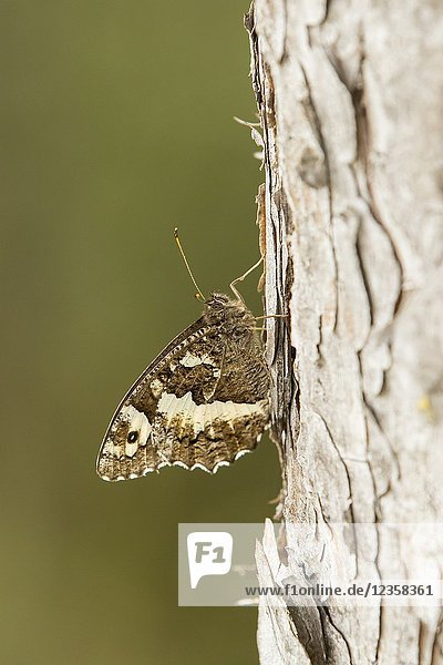 Butterfly. Brintesia circe. The great banded grayling. La Rioja. Spain.