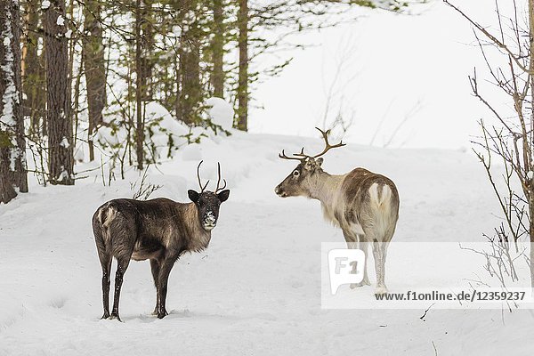 Two Reindeers  Rangifer tarandus  standing in forest in winter season looking in to the camera  Gällivare county  Swedish Lapland  Sweden.