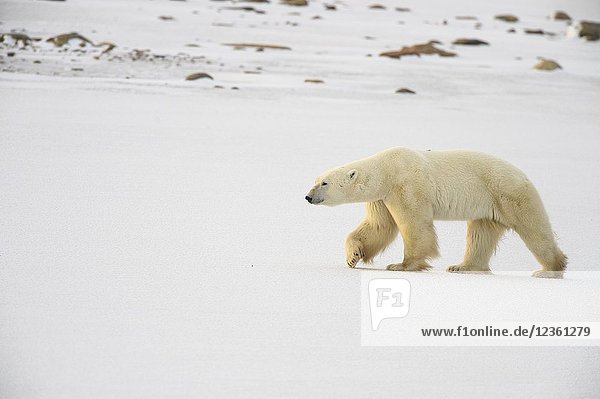Polar Bear (Ursus maritimus) Wandering Hudson Bay coast waiting for sea ice  Churchill Wildlife Management Area  Churchill  Manitoba  Canada.