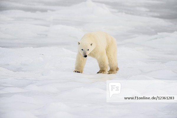 Polar Bear (Ursus maritimus) Wandering Hudson Bay coast waiting for sea ice  Churchill Wildlife Management Area  Churchill  Manitoba  Canada.