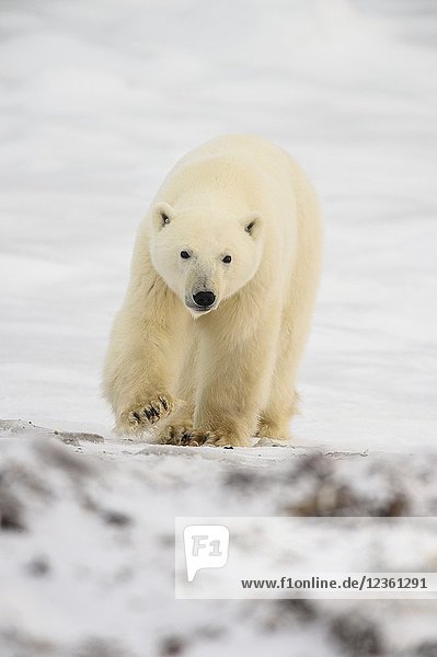 Polar Bear (Ursus maritimus) Curious individual approaching  Churchill Wildlife Management Area  Churchill  Manitoba  Canada.