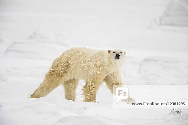 Polar Bear (Ursus maritimus) Curious individual approaching  Wapusk NP  Cape Churchill  Manitoba  Canada.