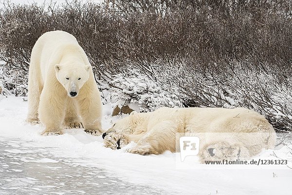 Polar Bear (Ursus maritimus) Sleeping along Hudson Bay coastline  waitoing for sea ice to form  Churchill Wildlife Management area  Churchill  Manitoba  Canada.