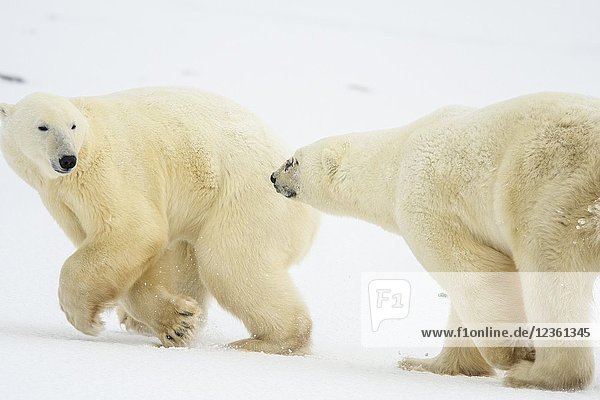 Polar Bear (Ursus maritimus) Interaction and sparring  Churchill Wildlife Management area  Churchill  Manitoba  Canada.