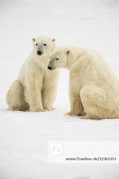 Polar Bear (Ursus maritimus) Interaction and sparring  Wapusk NP  Cape Churchill  Manitoba  Canada.