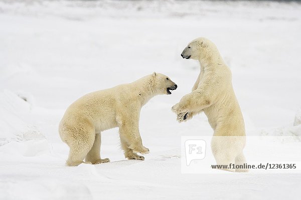 Polar Bear (Ursus maritimus) Sparring pair  Wapusk NP  Cape Churchill  Manitoba  Canada.