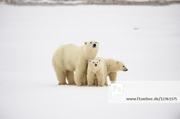 Polar Bear (Ursus maritimus) Yearling cubs and mother near Hudson Bay coast  Wapusk NP  Cape Churchill  Manitoba  Canada.