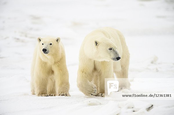 Polar Bear (Ursus maritimus) Yearling cubs with mother close by  Wapusk NP  Cape Churchill  Manitoba  Canada.