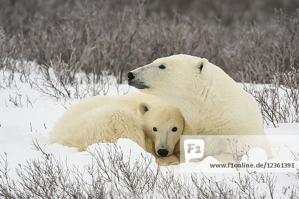 Polar Bear (Ursus maritimus) Mother and yearling cub resting along the Hudson Bay coast  Wapusk NP  Cape Churchill  Manitoba  Canada.