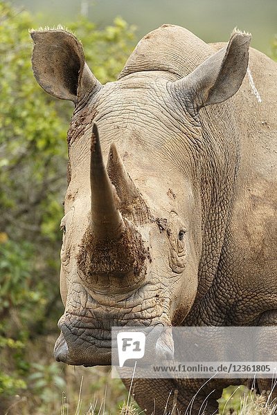 White rhinocero or square-lipped rhinocero. Ceratotherium simum.Kenia. Africa.Kenia. Africa.
