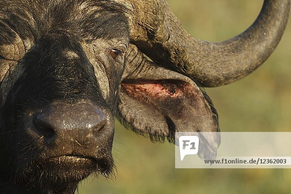Headshot. Portrait. African buffalo. Cape buffalo. Syncerus caffer. Kenia. Africa.