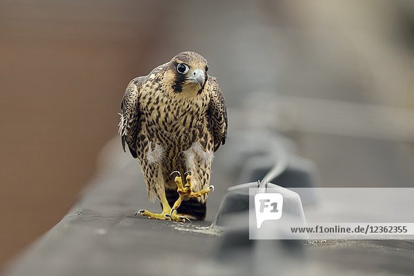 Peregrine Falcon ( Falco peregrinus )  young adolescent  walking  marching along a roof edge  watching curious  looks funny  wildlife  Europe.