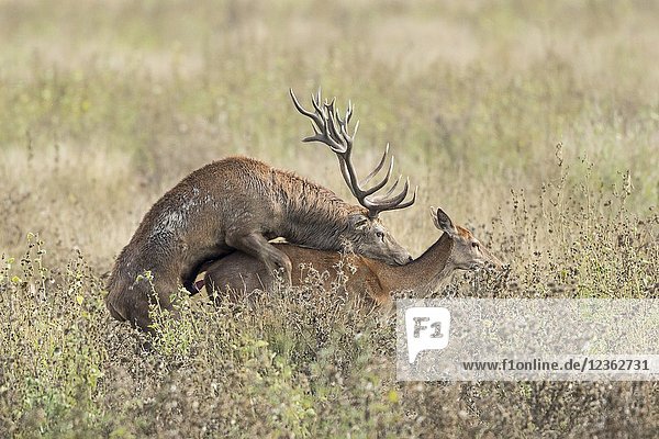 Male Red deer. Cervus elaphus. Alava. Spain.