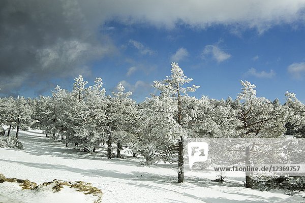 Frozen landscape Valdelinares mountains in winter. Teruel  Aragon  Spain.