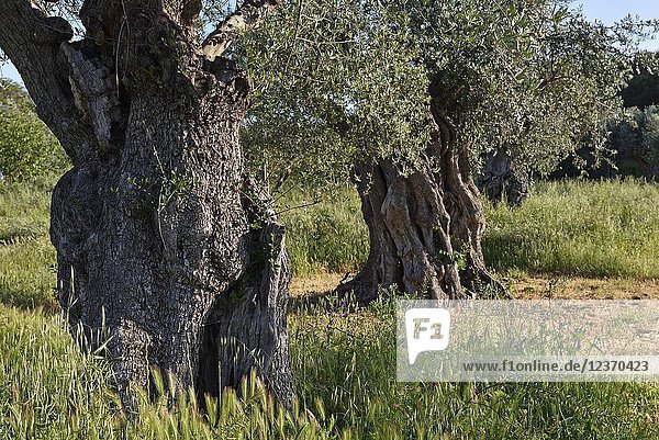 Olive grove with some millennial olive trees in the gardens of the rural hotel Horta da Moura  Monsaraz  Reguengos de Monsaraz  Alentejo region  Portugal  southwertern Europe.