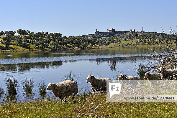Sheep on the banks of the dam lake of Alqueva on the Guadiana River near Mourao  Reguengos de Monsaraz  Alentejo region  Portugal  southwertern Europe.