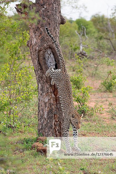 Leopard on a tree.