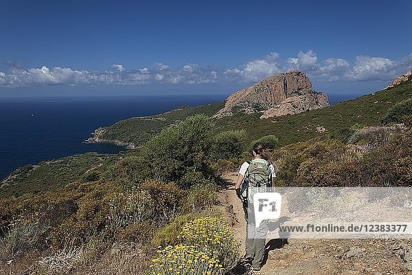 Wanderer in mediterraner Landschaft Maquis Weg von Capu Rossu Korsika Frankreich Europa