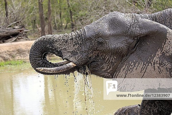 Afrikanischer Elefant (Loxodonta africana)  erwachsener Elefant am Wasser  Porträt  trinkend  Sabi Sand Game Reserve  Kruger National Park  Südafrika  Afrika