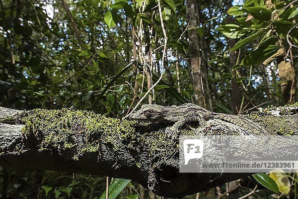 Moosblattschwanzgecko (Uroplatus sikorae)  Männchen auf bemoostem Baumstamm  Regenwald  Andasibe-Nationalpark  Madagaskar  Afrika