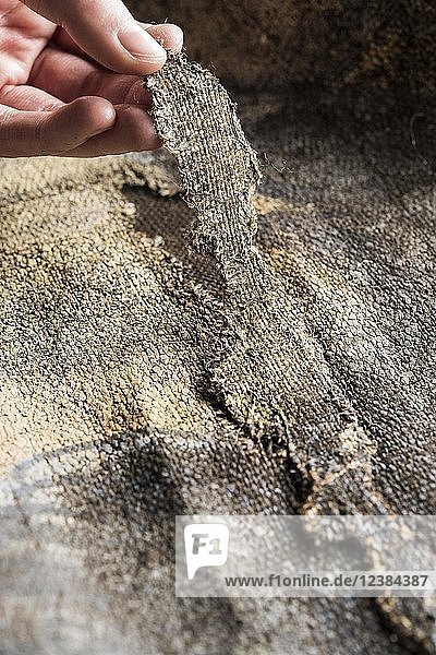 Restaurierungsatelier  Hand hält Mustereinlage zur Abdeckung eines Risses in einem geliehenen Schal  München  Bayern  Deutschland  Europa