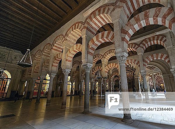 Säulenhalle mit Bögen im maurischen Stil  Gebetshalle der ehemaligen Moschee  Mezquita-Catedral de Córdoba oder Kathedrale der Empfängnis Unserer Lieben Frau  Córdoba  Provinz Cordoba  Andalusien  Spanien  Europa