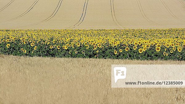 Sonnenblumen (Helianthus annuus) zwischen Maisfeldern  Limagne-Ebene  Departement Puy de Dome  Auvergne-Rhône-Alpes  Frankreich  Europa