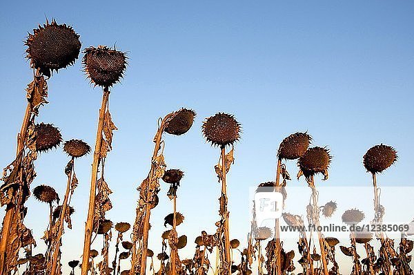 Verwelkte Sonnenblumen auf einem Feld  Departement Puy de Dome  Auvergne  Frankreich  Europa