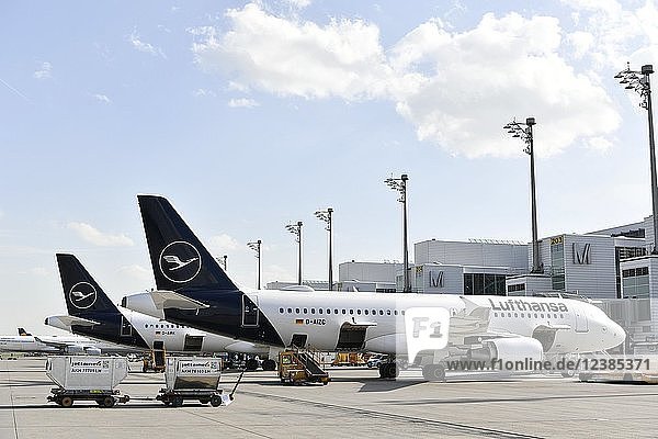 Lufthansa  Airbus  A321-100  Neue Lackierung  Terminal 2  Flughafen München  Oberbayern  Bayern  Deutschland  Europa