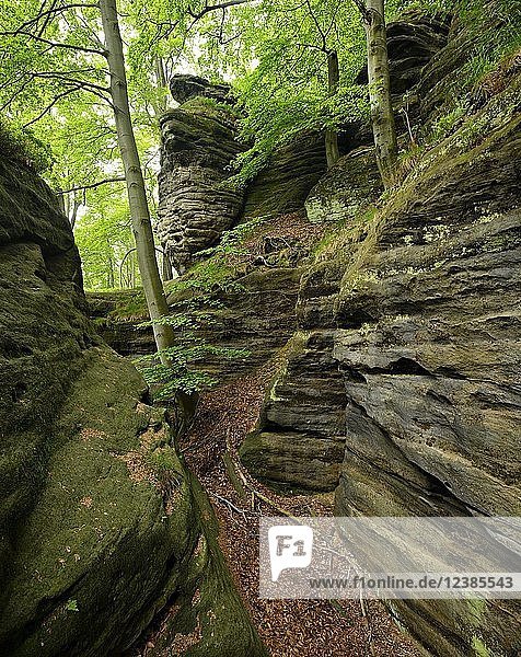 Large sandstone rocks in the beech forest  Elbe Sandstone Mountains  Saxon Switzerland National Park  near Bad Schandau  Saxony  Germany  Europe