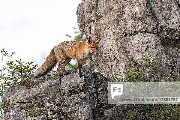 Red fox (Vulpes vulpes) stands on rocks  Gesäuse National Park National Park  Styria  Austria  Europe