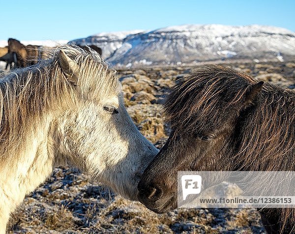 Zwei Islandpferde (Equus islandicus) beschnuppern sich gegenseitig  Tierporträt  Südisland  Island  Europa