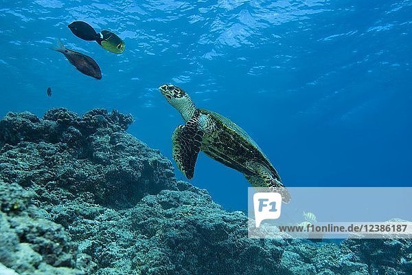 Hawksbill sea turtle (Eretmochelys imbricata) swims near coral reef in the blue water  Fuvahmulah atoll  Indian Ocean  Maldives  Asia
